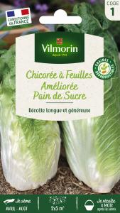 Chicorée à Feuilles Améliorée Pain de Sucre